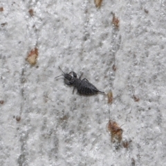 Unidentified Thrips (Thysanoptera) (TBC) at Acton, ACT - 6 Aug 2021 by TimL