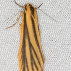 Phaeophlebosia furcifera (Forked Footman) at Tidbinbilla Nature Reserve - 11 Mar 2021 by Bron