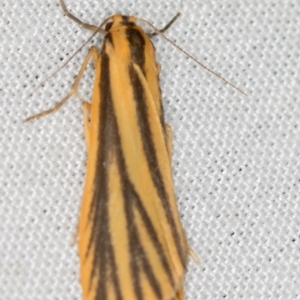 Phaeophlebosia furcifera at Paddys River, ACT - 12 Mar 2021