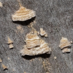 Unidentified Underside smooth or wrinkled/roughened <Stereum etc> at Downer, ACT - 6 Aug 2021 by TimL