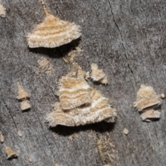 Unidentified Underside smooth or wrinkled/roughened <Stereum etc> (TBC) at Downer, ACT - 6 Aug 2021 by TimL