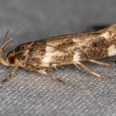 Macrobathra ceraunobola (a cosmet moth) at Paddys River, ACT - 12 Mar 2021 by Bron