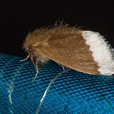 Euproctis baliolalis (Browntail Gum Moth) at Paddys River, ACT - 12 Mar 2021 by Bron