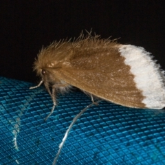 Euproctis baliolalis (Browntail Gum Moth) at Tidbinbilla Nature Reserve - 11 Mar 2021 by Bron