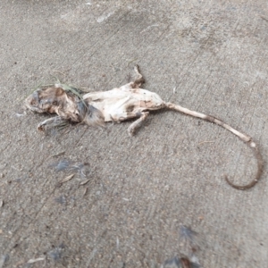 Rattus rattus at Campbell, ACT - 8 Aug 2021 01:56 PM