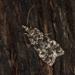 Scoparia (genus) (Unidentified Scoparia moths) at Paddys River, ACT - 12 Mar 2021 by Bron