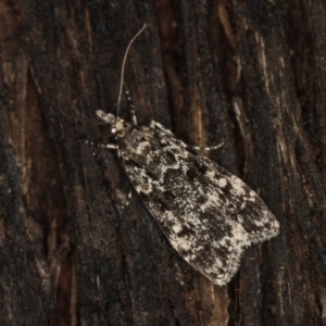 Scoparia (genus) at Paddys River, ACT - 12 Mar 2021