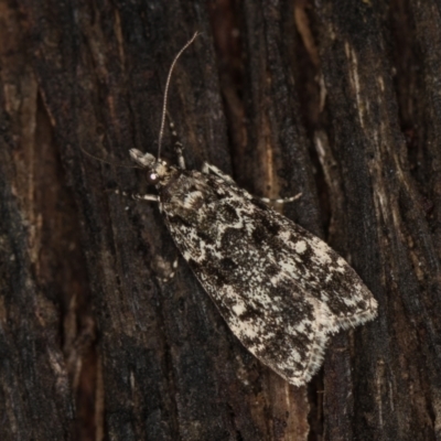 Scoparia (genus) (Unidentified Scoparia moths) at Tidbinbilla Nature Reserve - 11 Mar 2021 by Bron