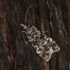 Scoparia (genus) (Unidentified Scoparia moths) at Paddys River, ACT - 11 Mar 2021 by Bron
