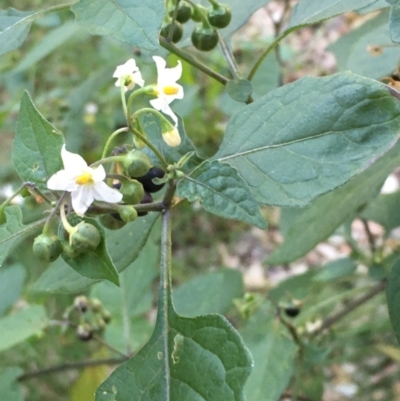 Solanum nigrum (Black Nightshade) at Molonglo Valley, ACT - 16 Apr 2021 by JaneR