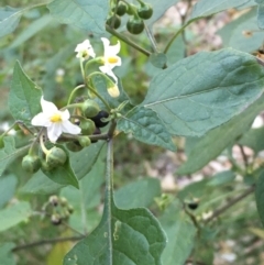 Solanum chenopodioides (Whitetip Nightshade) at National Arboretum Forests - 16 Apr 2021 by JaneR
