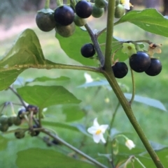 Solanum nigrum at Molonglo Valley, ACT - 16 Apr 2021