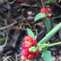 Einadia nutans subsp. nutans (Climbing Saltbush) at Mount Majura - 19 Apr 2021 by JaneR