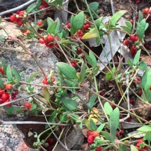 Einadia nutans subsp. nutans at Hackett, ACT - 19 Apr 2021 04:35 PM