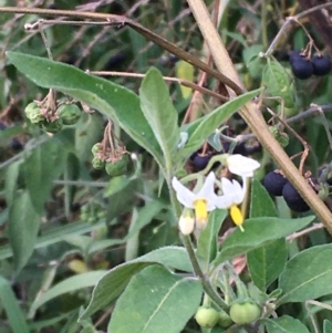 Solanum chenopodioides at Stromlo, ACT - 14 Apr 2021