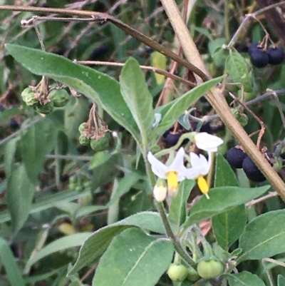 Solanum chenopodioides (Whitetip Nightshade) at Stromlo, ACT - 14 Apr 2021 by JaneR