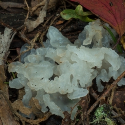 Tremella fuciformis (Snow Fungus) at Cotter River, ACT - 8 Aug 2021 by Jek