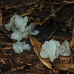 Tremella fuciformis at Cotter River, ACT - 8 Aug 2021