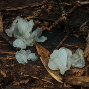 Tremella fuciformis at Cotter River, ACT - 8 Aug 2021