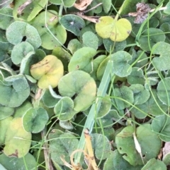 Dichondra repens (Kidney Weed) at Majura, ACT - 28 May 2021 by JaneR