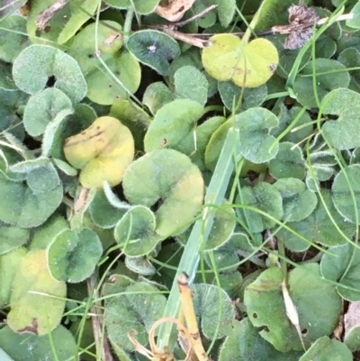 Dichondra repens (Kidney Weed) at Majura, ACT - 28 May 2021 by JaneR