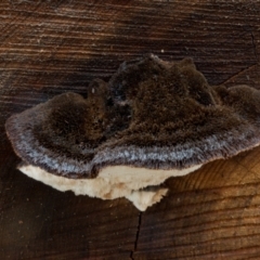 zz Polypore (shelf/hoof-like) at Namadgi National Park - 8 Aug 2021 by Jek