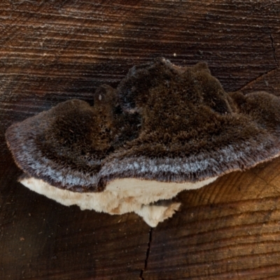 zz Polypore (shelf/hoof-like) at Cotter River, ACT - 8 Aug 2021 by Jek