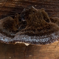 zz Polypore (shelf/hoof-like) at Cotter River, ACT - 8 Aug 2021 11:48 AM