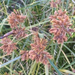 Cyperus eragrostis (Umbrella Sedge) at Mount Majura - 28 May 2021 by JaneR