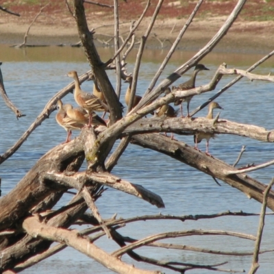 Dendrocygna eytoni (Plumed Whistling-Duck) at Wonga Wetlands - 3 Feb 2007 by Kyliegw