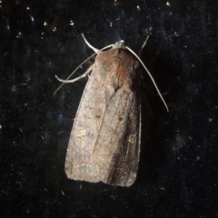 Diarsia intermixta (Chevron Cutworm, Orange Peel Moth.) at Conder, ACT - 8 May 2021 by michaelb