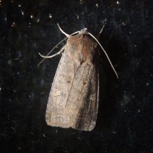 Diarsia intermixta at Conder, ACT - 8 May 2021