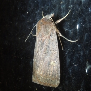 Diarsia intermixta at Conder, ACT - 8 May 2021