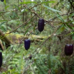 Billardiera macrantha (Mountain Appleberry) at Cotter River, ACT - 8 Aug 2021 by Jek