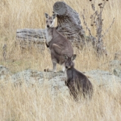 Osphranter robustus robustus (Eastern Wallaroo) at Tennent, ACT - 8 Aug 2021 by Christine