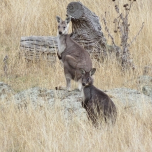 Osphranter robustus robustus at Tennent, ACT - 8 Aug 2021