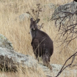 Osphranter robustus at Tennent, ACT - 8 Aug 2021