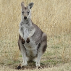 Osphranter robustus at Tennent, ACT - 8 Aug 2021