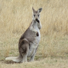 Osphranter robustus robustus at Tennent, ACT - 8 Aug 2021 01:38 PM