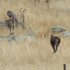 Osphranter robustus at Tennent, ACT - 8 Aug 2021