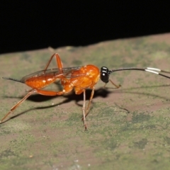 Stiromesostenus sp. (genus) (An ichneumon wasp) at Acton, ACT - 6 Aug 2021 by TimL