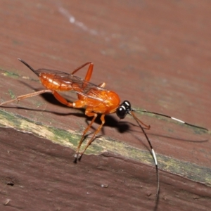 Stiromesostenus sp. (genus) at Acton, ACT - 6 Aug 2021 01:52 PM