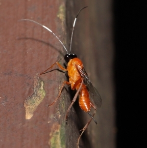 Stiromesostenus sp. (genus) at Acton, ACT - 6 Aug 2021 01:52 PM