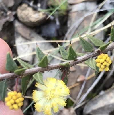 Acacia gunnii (Ploughshare Wattle) at Aranda Bushland - 9 Aug 2021 by MattFox