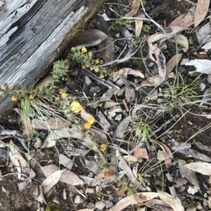 Acacia gunnii at Holt, ACT - 9 Aug 2021 10:08 AM