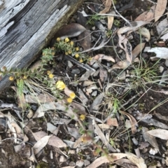 Acacia gunnii at Holt, ACT - 9 Aug 2021