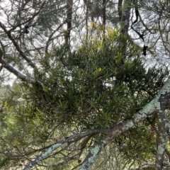 Muellerina bidwillii (Cypress-pine mistletoe) at Holt, ACT - 9 Aug 2021 by Tyson