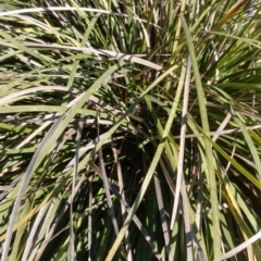 Lomandra multiflora (Many-flowered Matrush) at Watson, ACT - 9 Aug 2021 by Avery