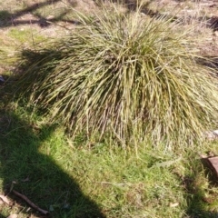 Lomandra multiflora at Watson, ACT - 9 Aug 2021