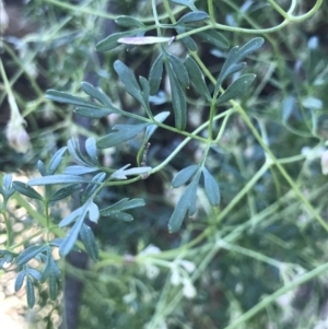 Clematis leptophylla at Holt, ACT - 9 Aug 2021